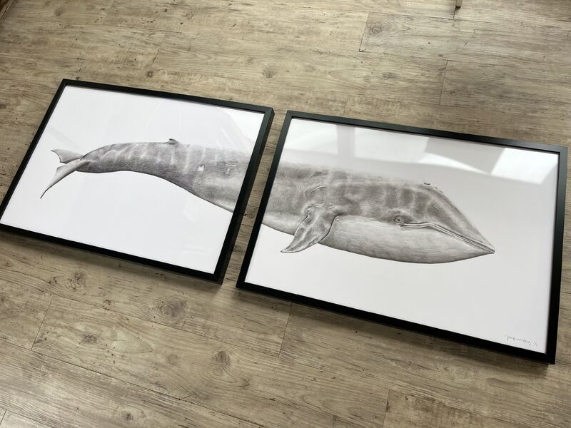 Blue Whale 